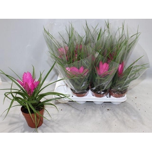 Tillandsia cyanea 'Josee'