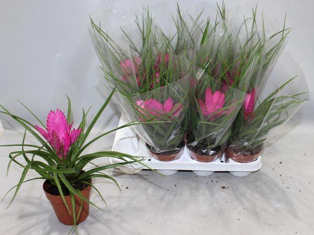 <h4>Tillandsia cyanea 'Josee'</h4>