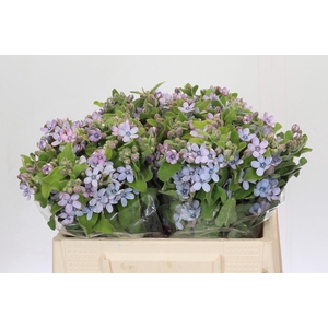 Oxypetalum Tweedia Blue