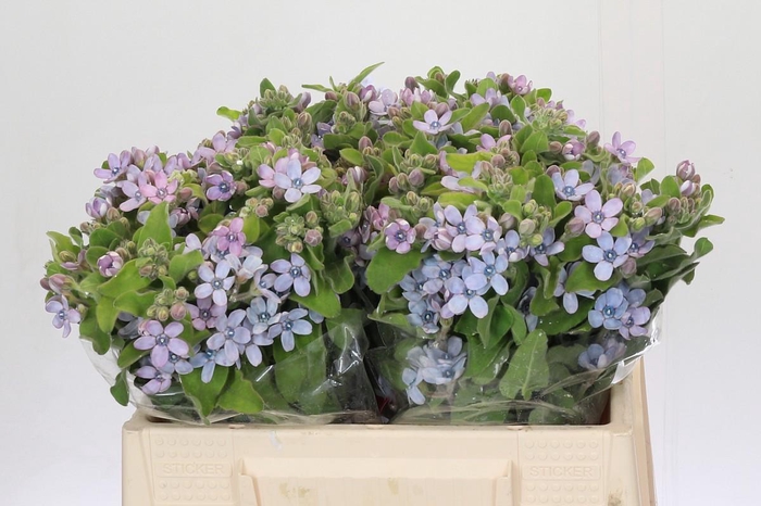 <h4>Oxypetalum Tweedia Blue</h4>