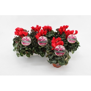 Cyclamen Garden Red Green Leaf 10.5cm