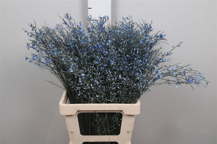 <h4>Genista Blue 200gr</h4>