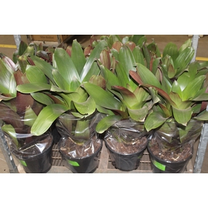 BROMELIA IMPERIAL P27 VERDE/VERMELHO