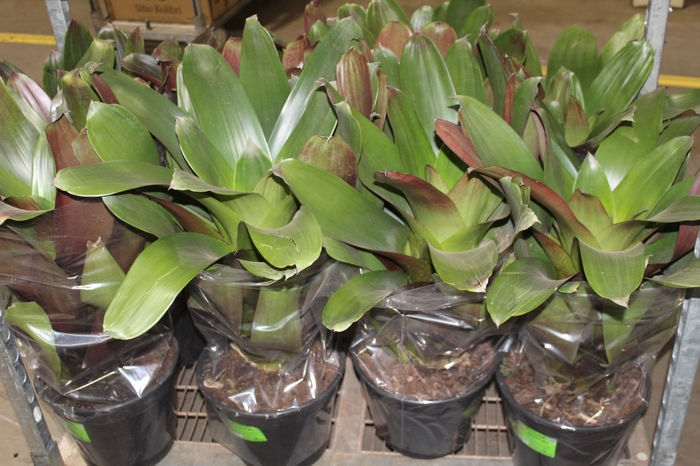 <h4>BROMELIA IMPERIAL P27 VERDE/VERMELHO</h4>