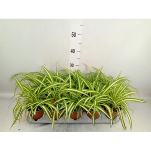Chlorophytum com. 'Variegatum'
