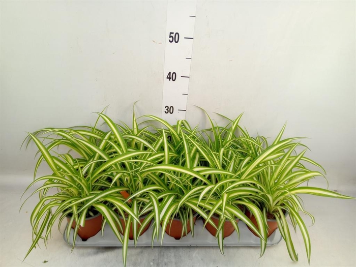 <h4>Chlorophytum com. 'Variegatum'</h4>