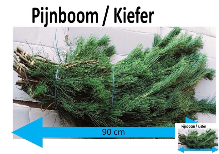 <h4>PINUS STROBUS BS</h4>