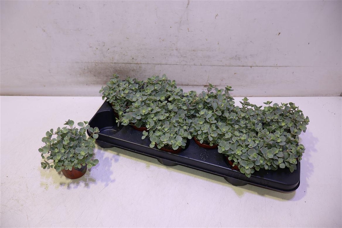 <h4>Sedum Sieboldii</h4>