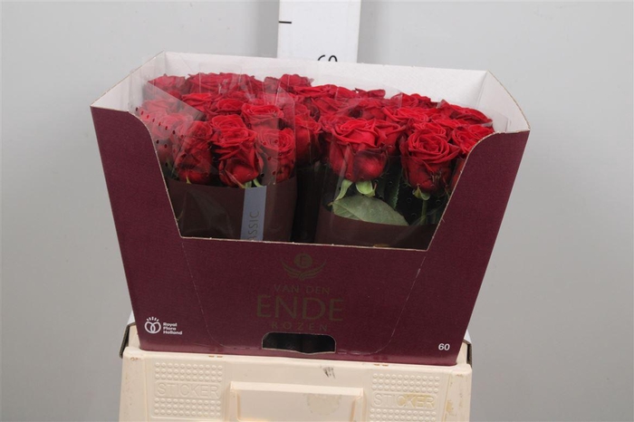 <h4>R Gr Red Naomi!</h4>