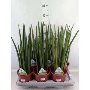 Sansevieria cyl.  ...