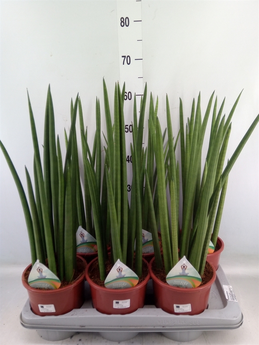 <h4>Sansevieria cyl.  ...</h4>