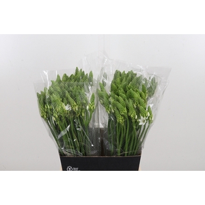 Ornithogalum T Mount Fuji