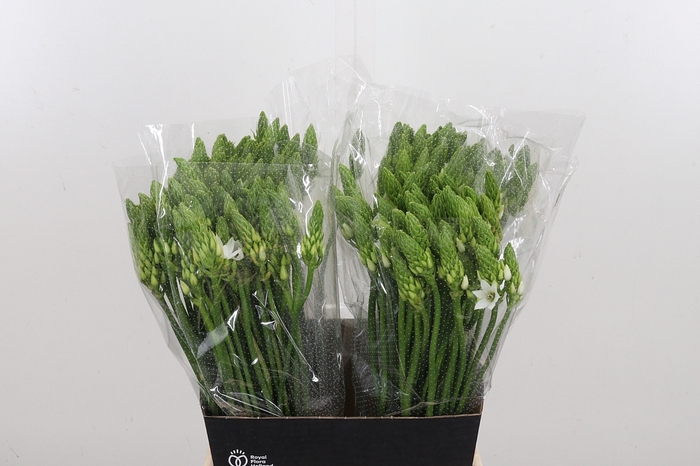 <h4>Ornithogalum T Mount Fuji</h4>