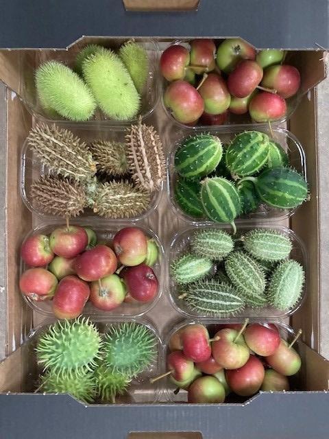 <h4>SIERVRUCHTEN MIX BOX</h4>