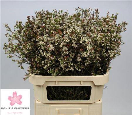 <h4>Chame Blondie</h4>