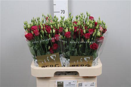 <h4>Eus G Arosa Red</h4>