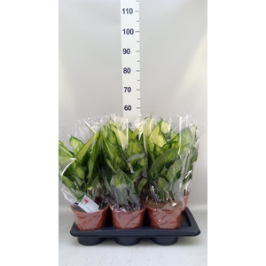 Dieffenbachia  'Camilla'
