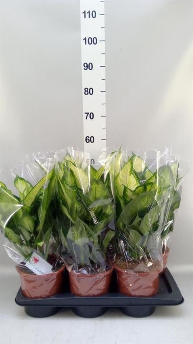 <h4>Dieffenbachia  'Camilla'</h4>