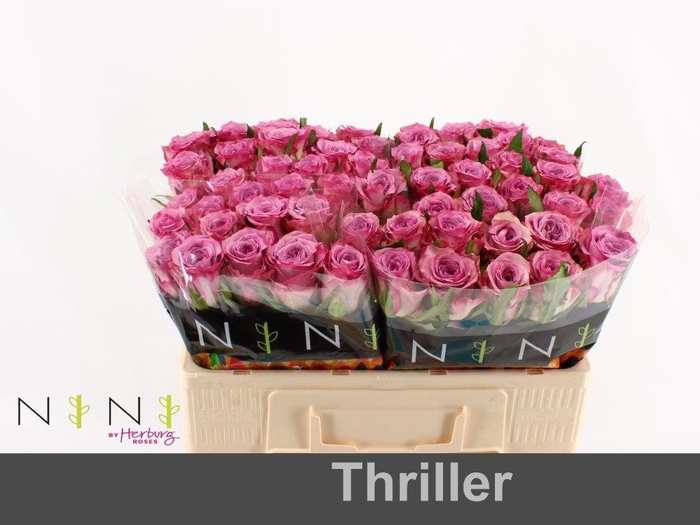 <h4>R GR THRILLER</h4>