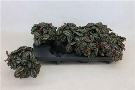 <h4>Pilea Norfolk</h4>