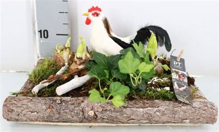 <h4>Arr Tuinplanten</h4>