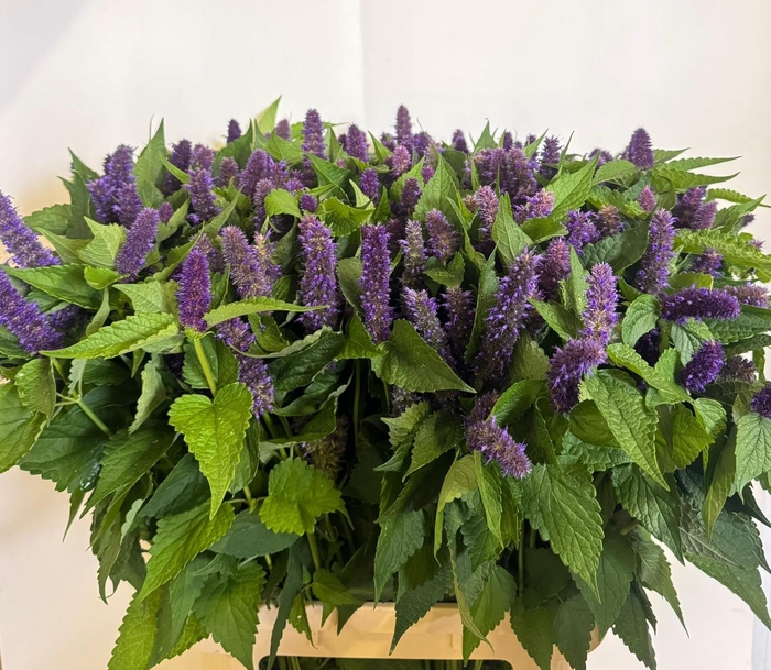 <h4>AGASTACHE OV</h4>