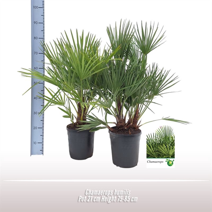 <h4>Chamaerops humilis</h4>