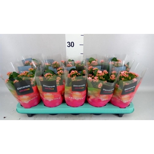 Kalanchoe blos. 'Serenity Prp whit'