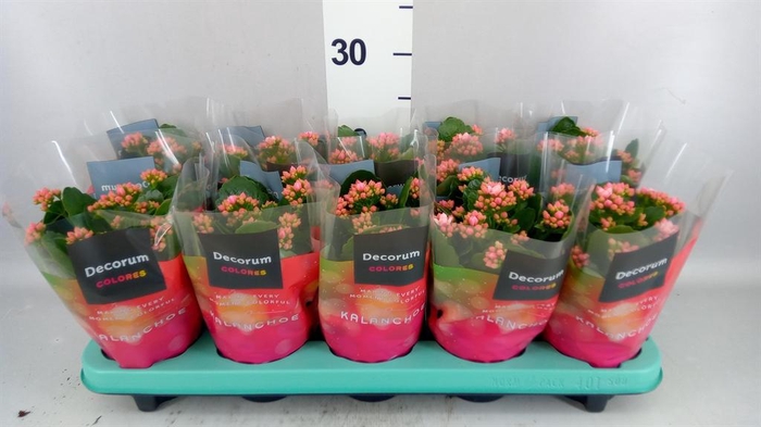 <h4>Kalanchoe blos. 'Serenity Prp whit'</h4>