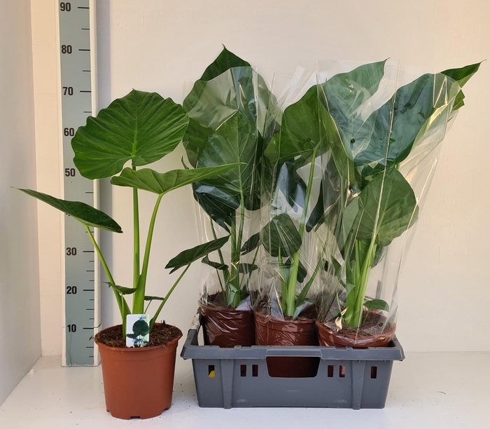 <h4>ALOC MACRORRHIZOS</h4>