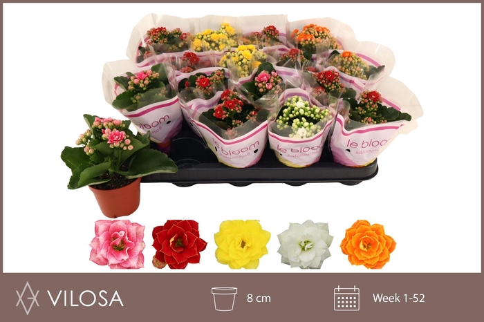 <h4>KAL GE GEM 5 KL</h4>