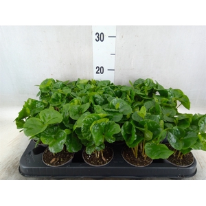 Coffea arabica