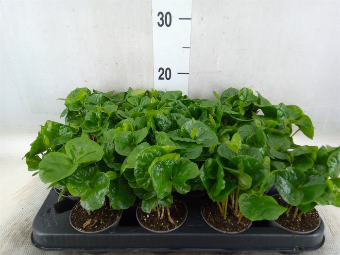 <h4>Coffea arabica</h4>