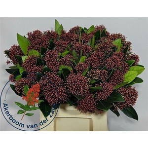 Skimmia J Rubella Bs