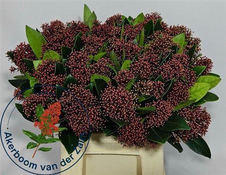 <h4>Skimmia J Rubella Bs</h4>