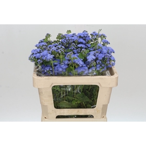 AGER H BLUE PLANET