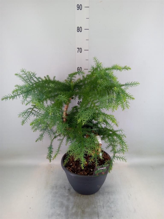 <h4>Araucaria   ...</h4>