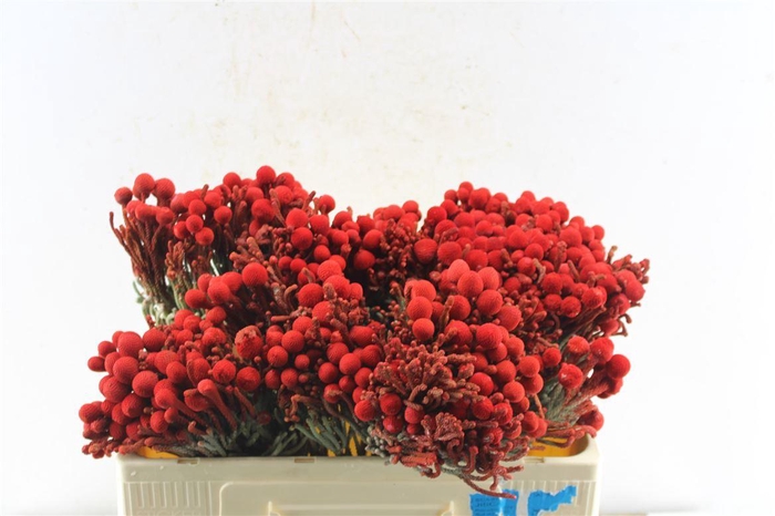 <h4>Kaaps Brunia La Red (painted)</h4>