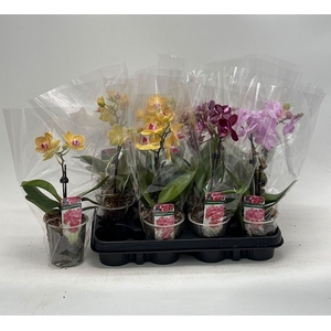 PHAL GEM