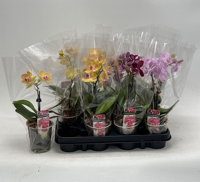 <h4>PHAL GEM</h4>