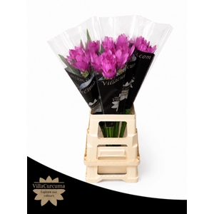 CURCUMA ALISM. 'SIAM SUPREME'