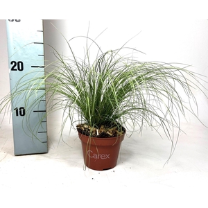 Carex 'Frosted Curls'