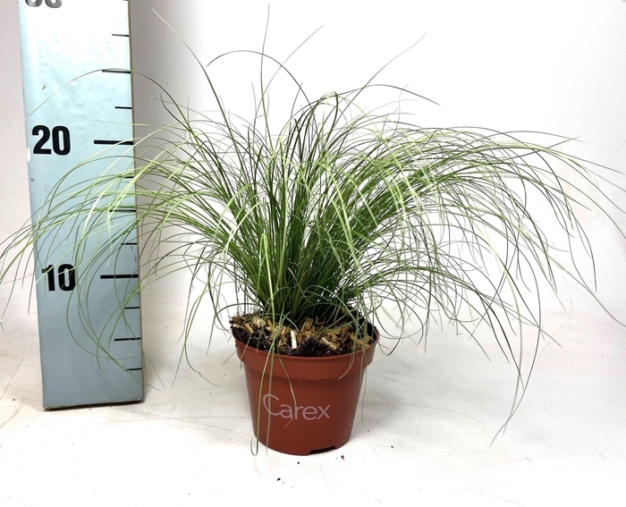 <h4>Carex 'Frosted Curls'</h4>