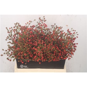Rosa Fair Jewel Red