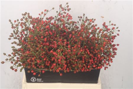 <h4>Rosa Fair Jewel Red</h4>