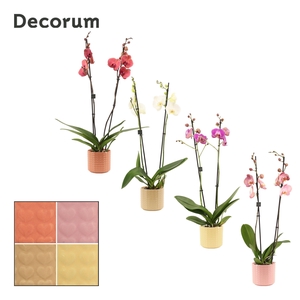 Phalaenopsis 2 tak 16+ mix in Kaya (Sympathetic moods-collection