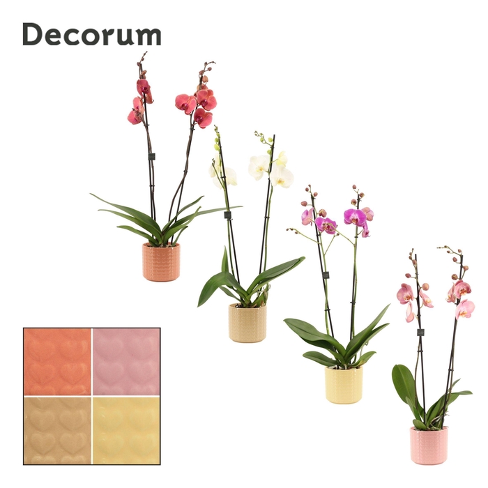 <h4>Phalaenopsis 2 tak 16+ mix in Kaya (Sympathetic moods-collection</h4>