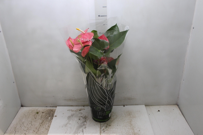 <h4>ANTHURIUM COLORADO P17 PREMIUM</h4>