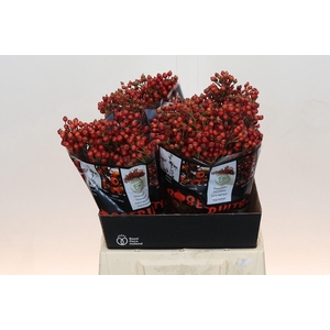 Rozenbottel Autumn Rosefruits