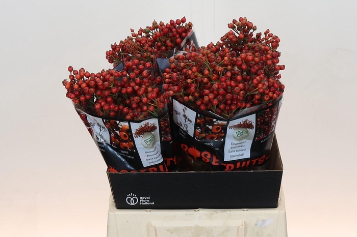 <h4>Rozenbottel Autumn Rosefruits</h4>